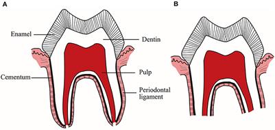 Advances in the Study of the Mechanisms of Physiological Root Resorption in Deciduous Teeth